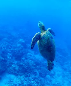 Photo of the Day: Honu Nani